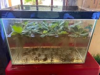 A fish tank with water plants set up in a classroom as a science corner