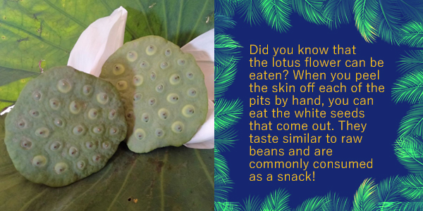 Two halved lotus seed pods on a leaf, the Khmer food of the month Kreab Chhouk, with a short description