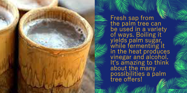 Bamboo cups of fresh palm sap beside text about palm tree sugar, vinegar and alcohol