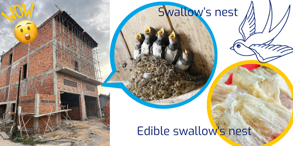 Collage: the tall brick swallow house under construction next to the office, with swallows in a nest and edible nest