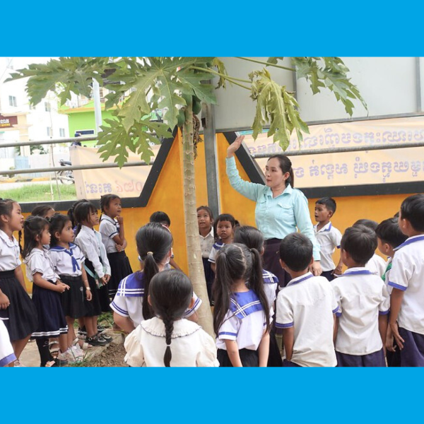 A teacher gathers a class of preschool children in a school yard under a papaya tree