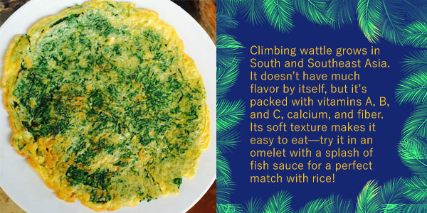 Fried egg omelette with climbing wattle leaves, with text about the vitamin-rich vegetable